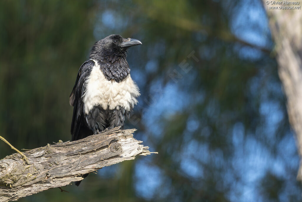 Corbeau pieadulte, identification