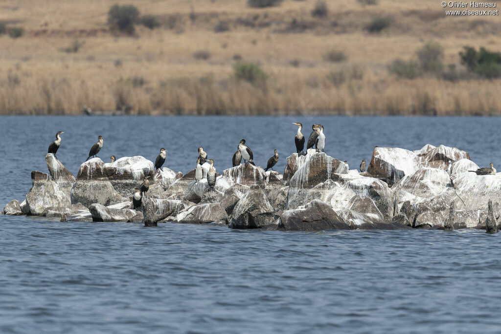Cormoran à poitrine blanche, habitat