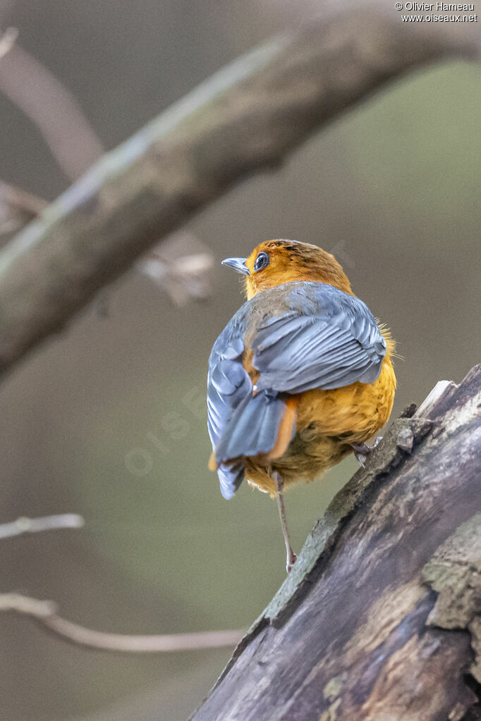 Cossyphe à calotte rousseadulte, identification