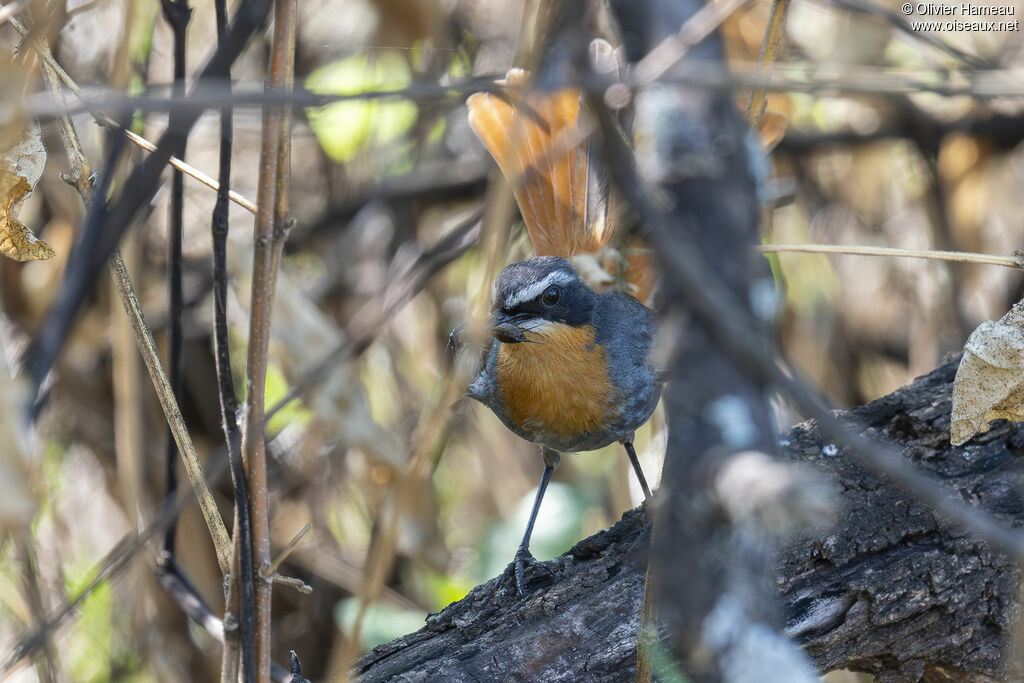 Cossyphe du Capadulte, identification