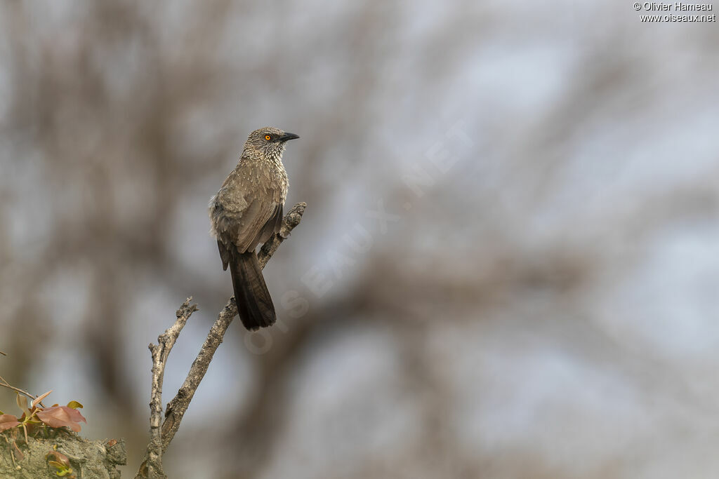 Cratérope fléché, identification