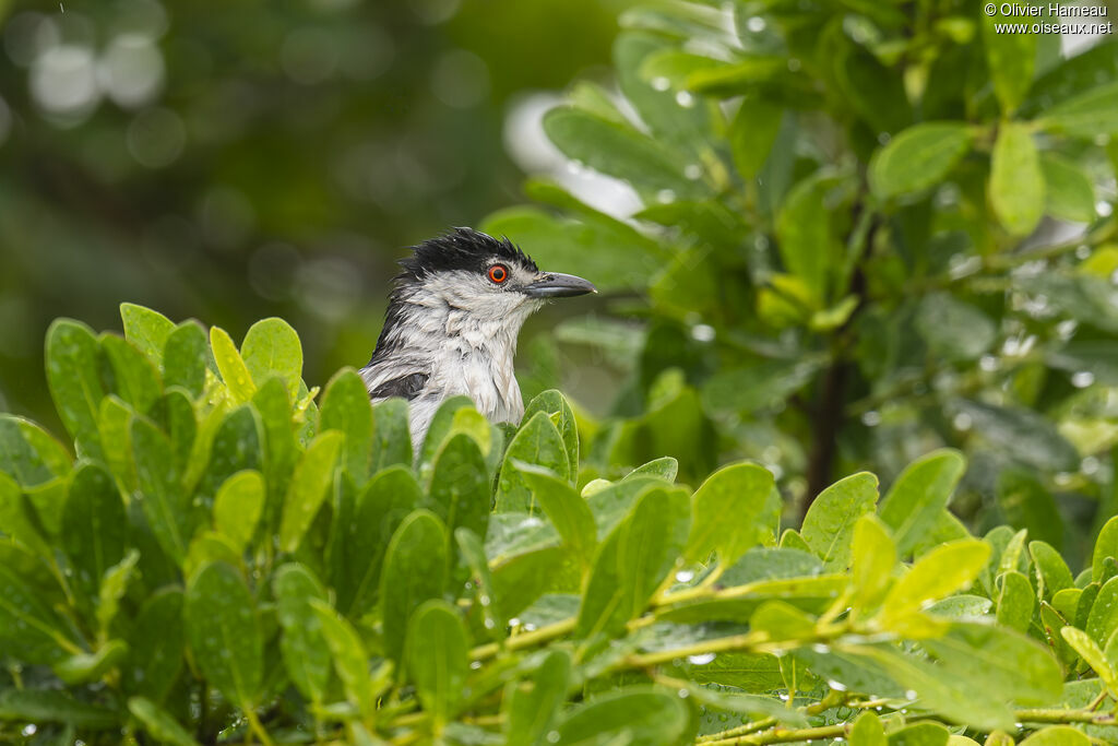 Cubla boule-de-neige femelle adulte, portrait