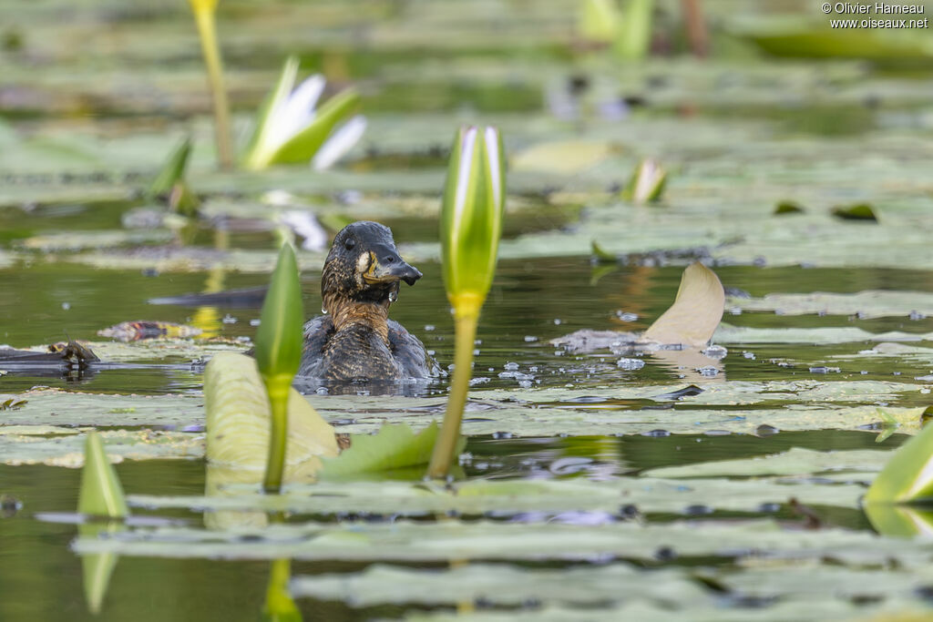 Dendrocygne à dos blancadulte, identification