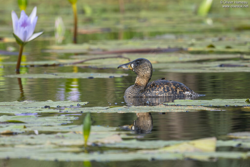 Dendrocygne à dos blancadulte, identification, nage