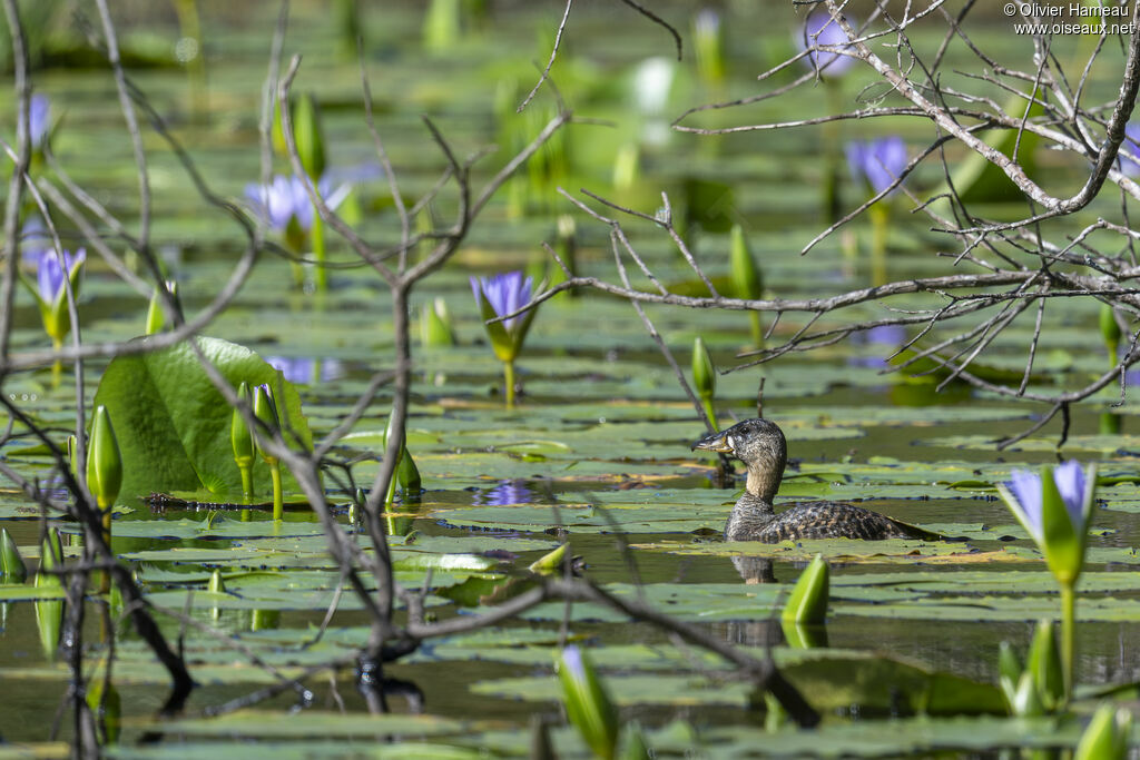 Dendrocygne à dos blancadulte, habitat