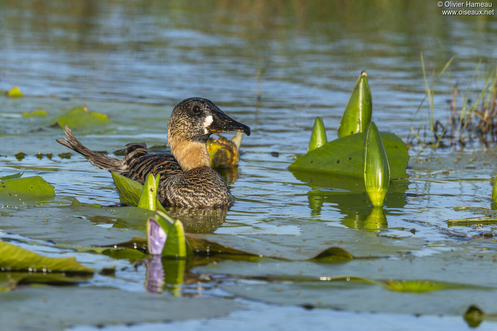 Dendrocygne à dos blancadulte, identification