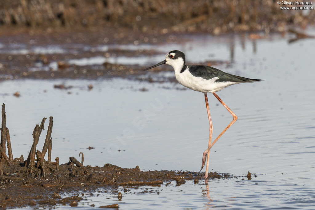 Échasse d'Amérique