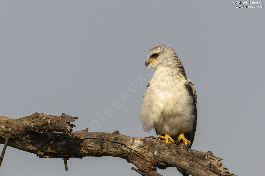 Élanion blanc, identification