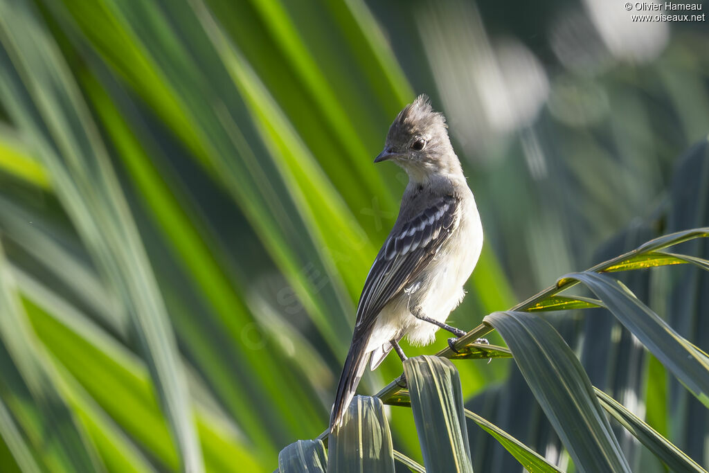 Élénie à ventre jaune