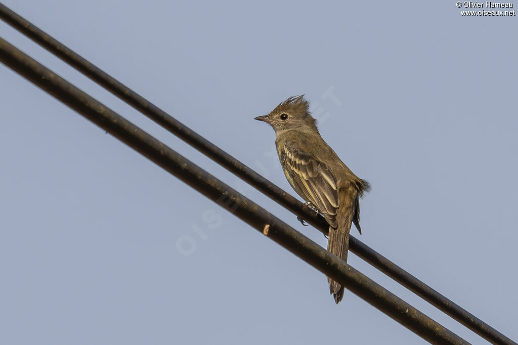Élénie à ventre jaune