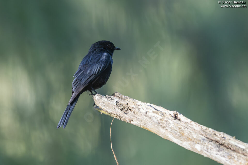 Gobemouche sud-africainadulte, identification