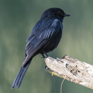 Gobemouche sud-africain