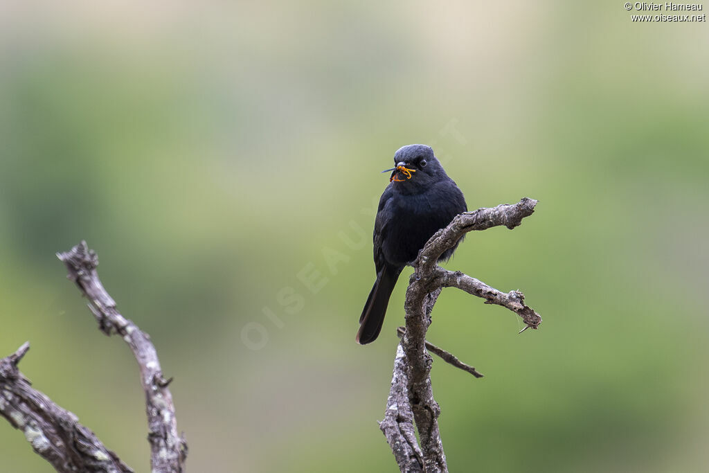 Southern Black Flycatcheradult, identification, feeding habits, eats