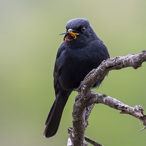 Gobemouche sud-africain