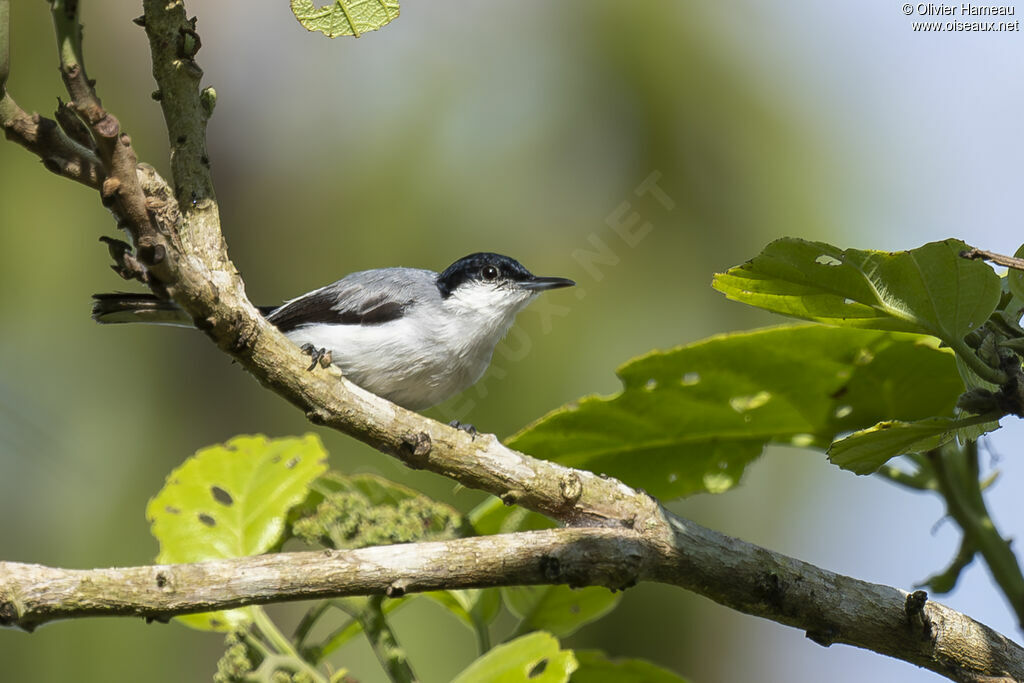 Gobemoucheron tropical