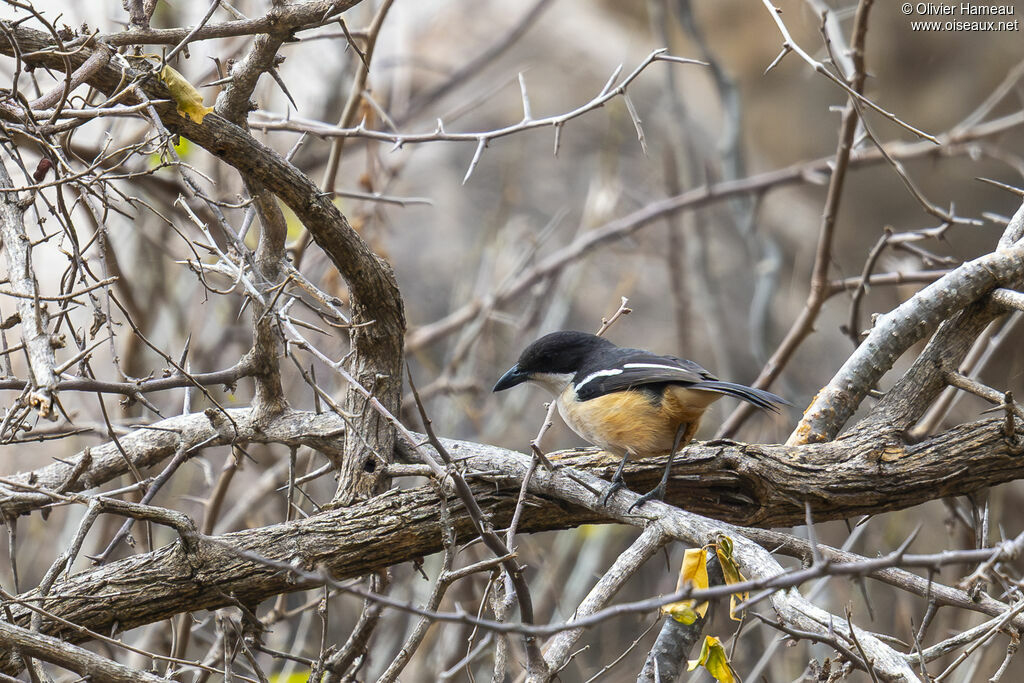 Gonolek boubou mâle, identification