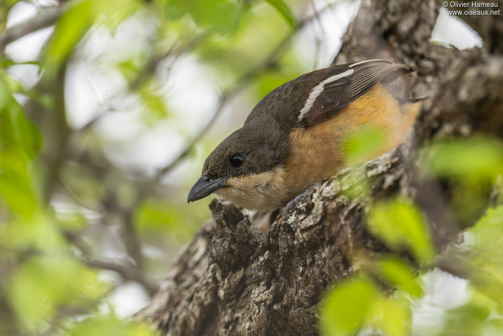 Southern Boubou female adult, identification