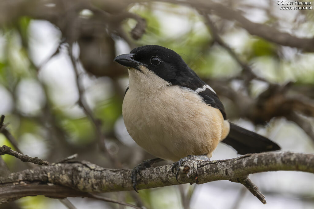 Southern Boubou