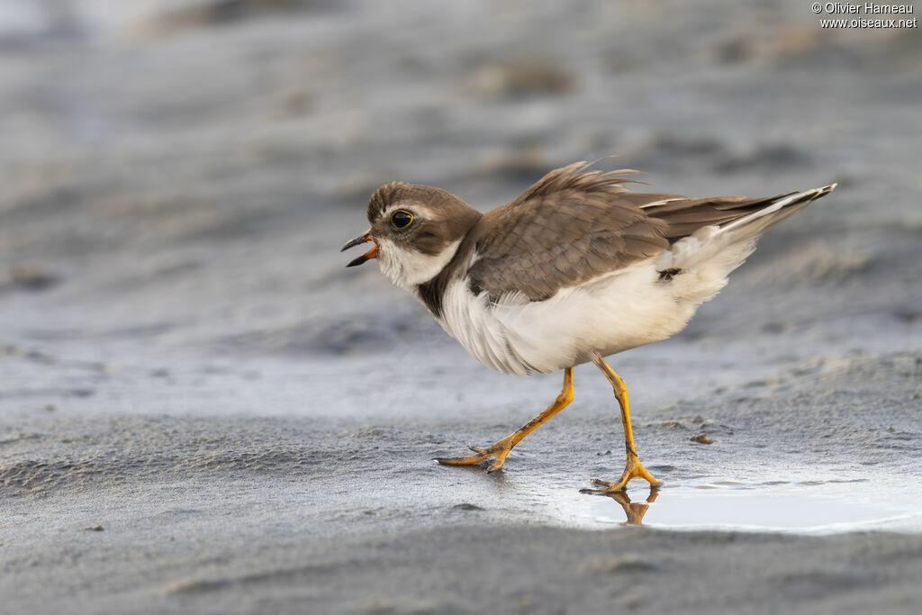 Gravelot semipalmé - Pluvier semipalmé<br />