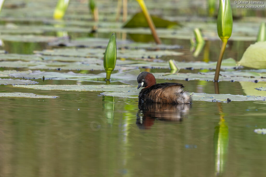 Grèbe castagneuxadulte nuptial, habitat, nage