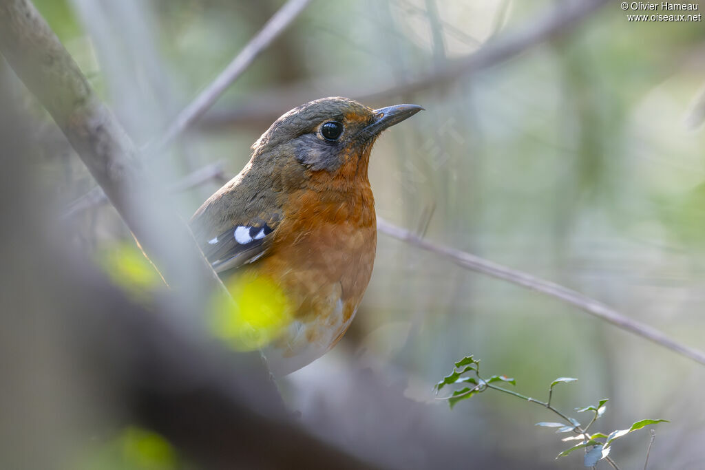 Grive de Gurney, habitat
