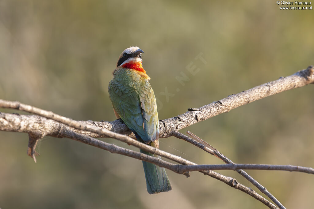Guêpier à front blancadulte, identification