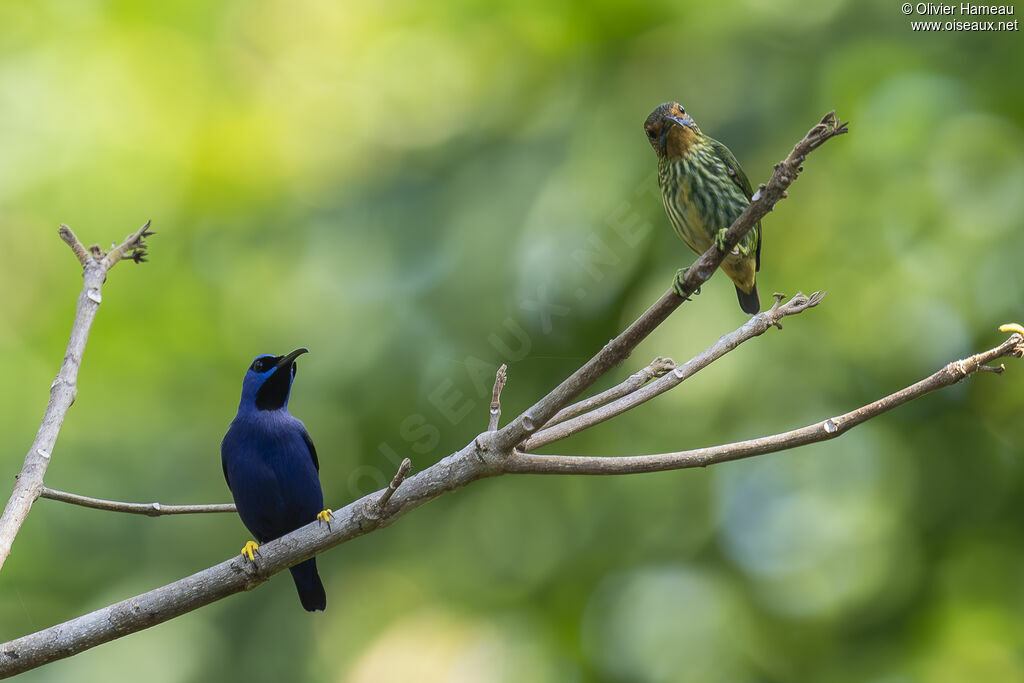 Guit-guit céruléen