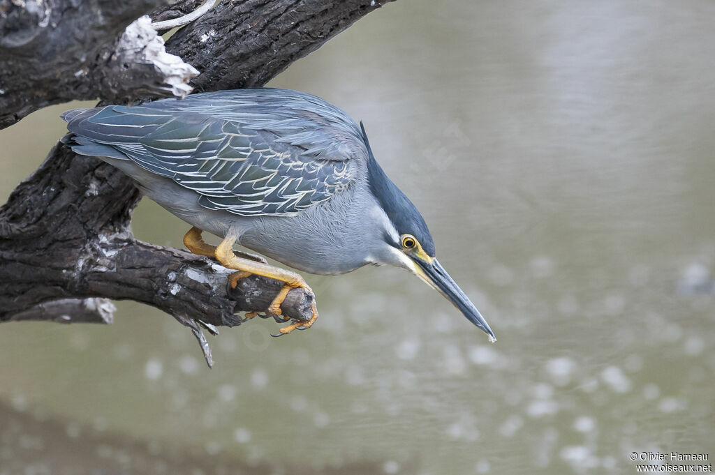 Little Heron