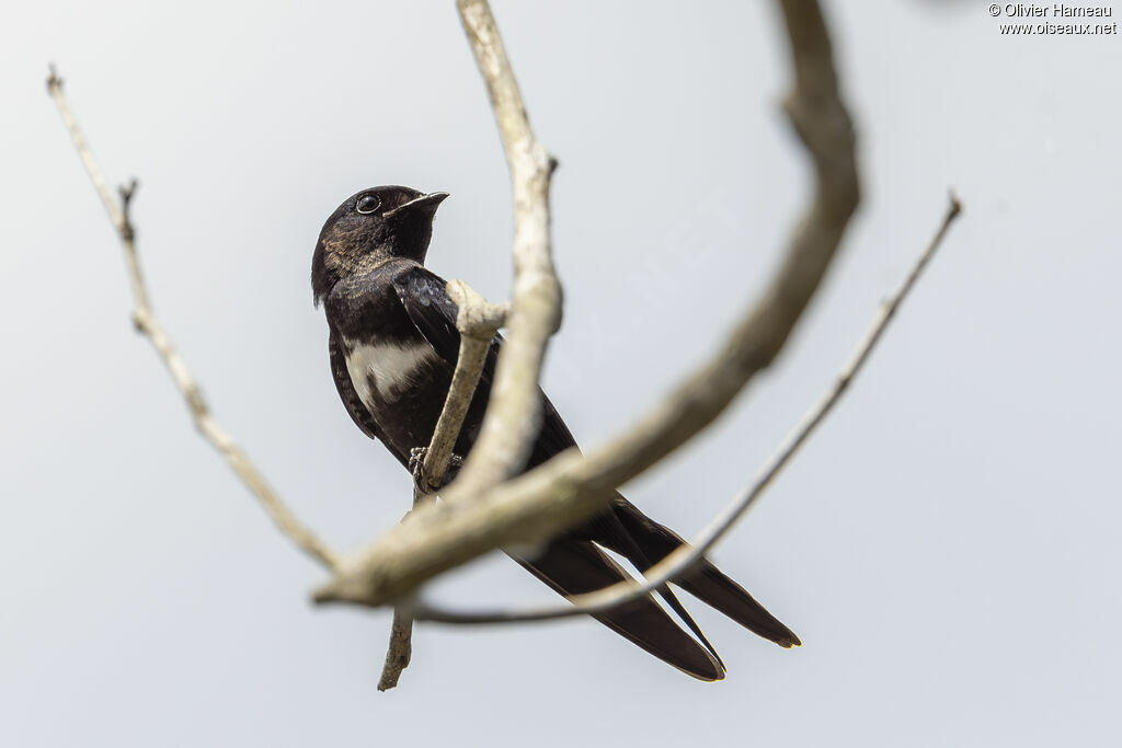 Hirondelle à ceinture blanche