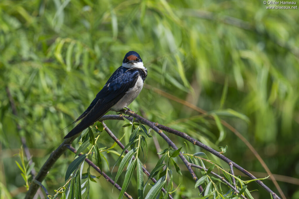 White-throated Swallow