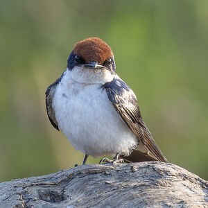 Hirondelle à longs brins