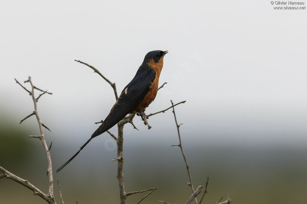 Hirondelle à ventre rouxadulte, identification, chant