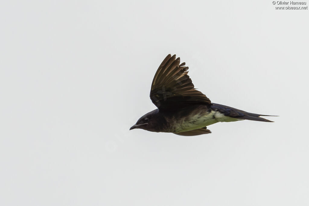 Hirondelle chalybée