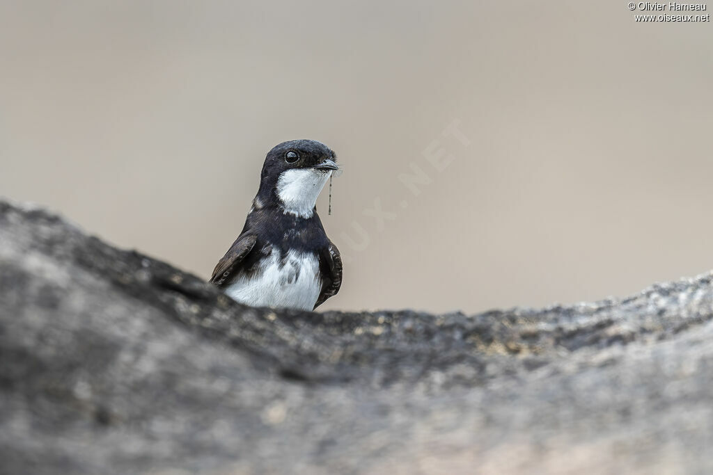 Hirondelle des torrents