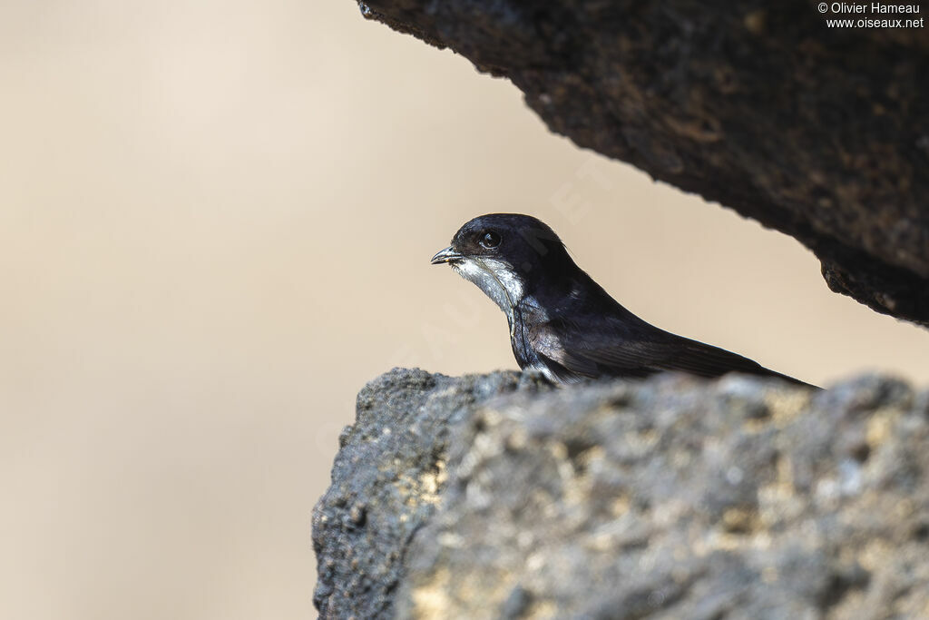 Hirondelle des torrents