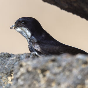 Hirondelle des torrents