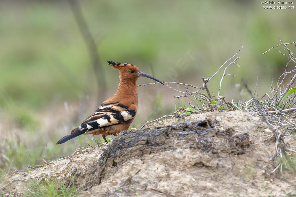 Eurasian Hoopoe (africana)adult, identification