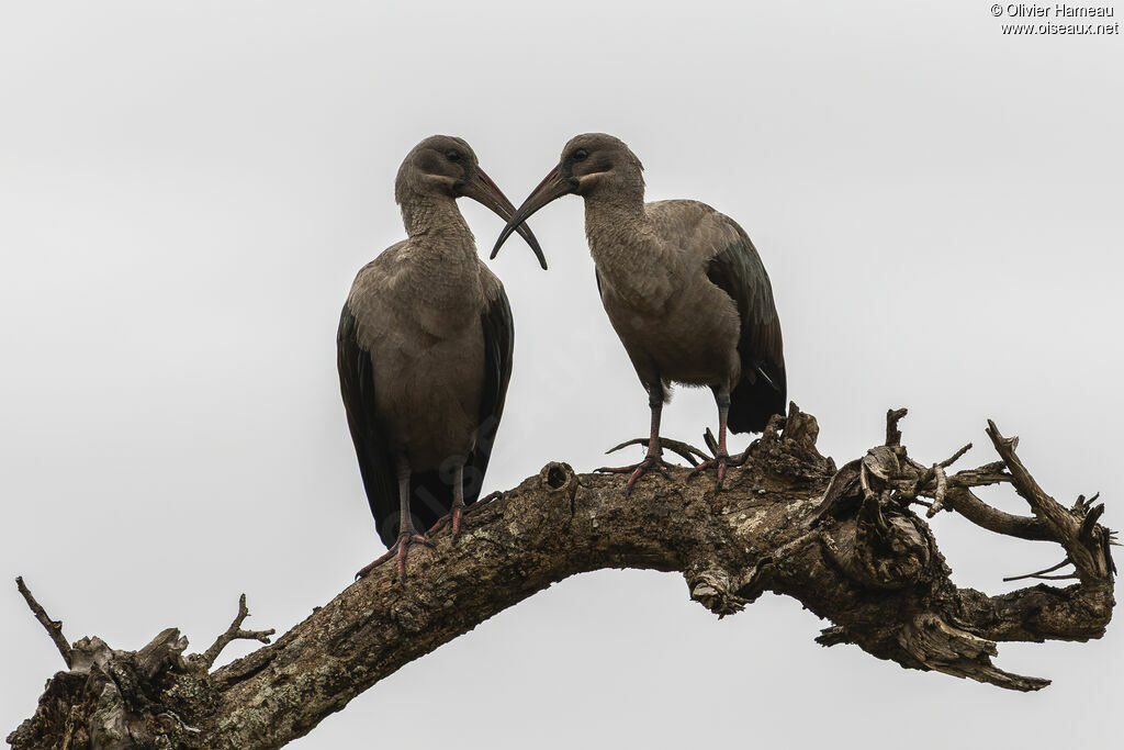 Ibis hagedashadulte, identification