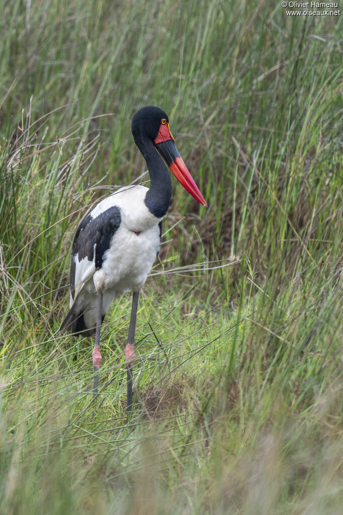 Jabiru d'Afrique femelle adulte, identification
