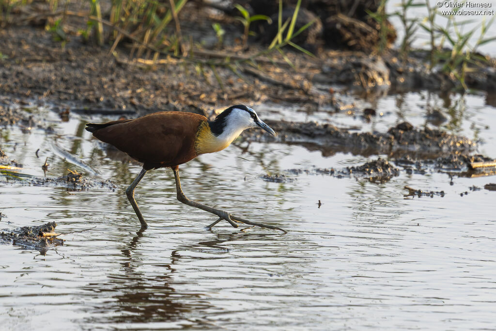 Jacana à poitrine doréeadulte, habitat, marche