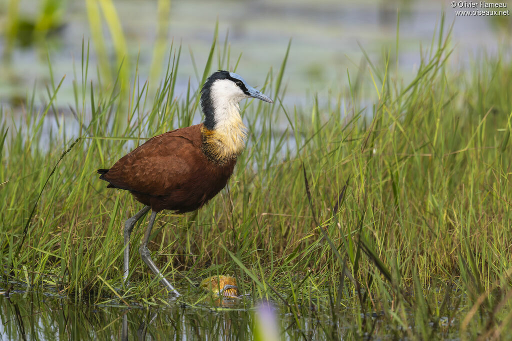 Jacana à poitrine dorée