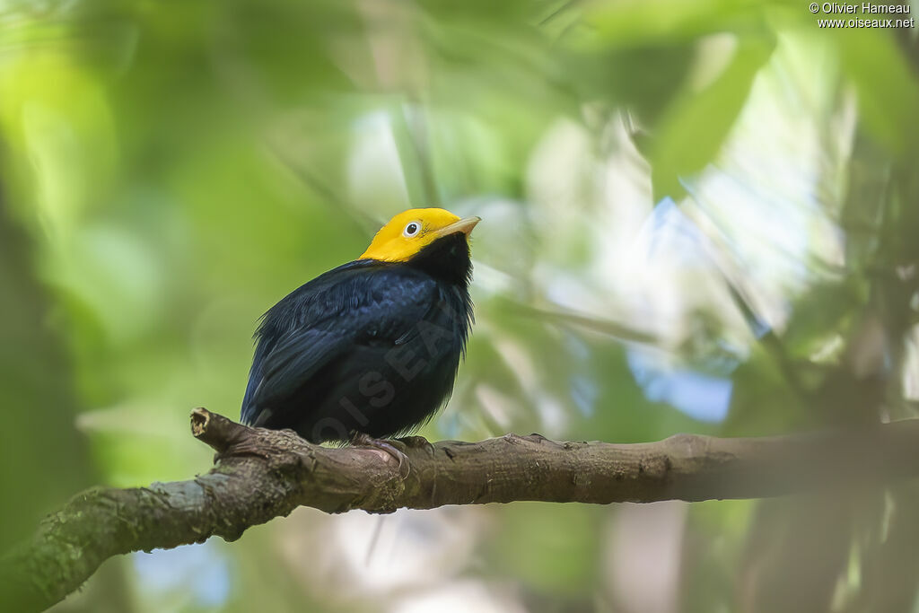 Manakin à tête d'or
