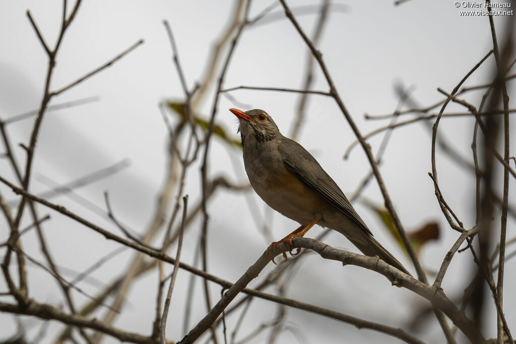 Merle kurrichaneadulte, identification