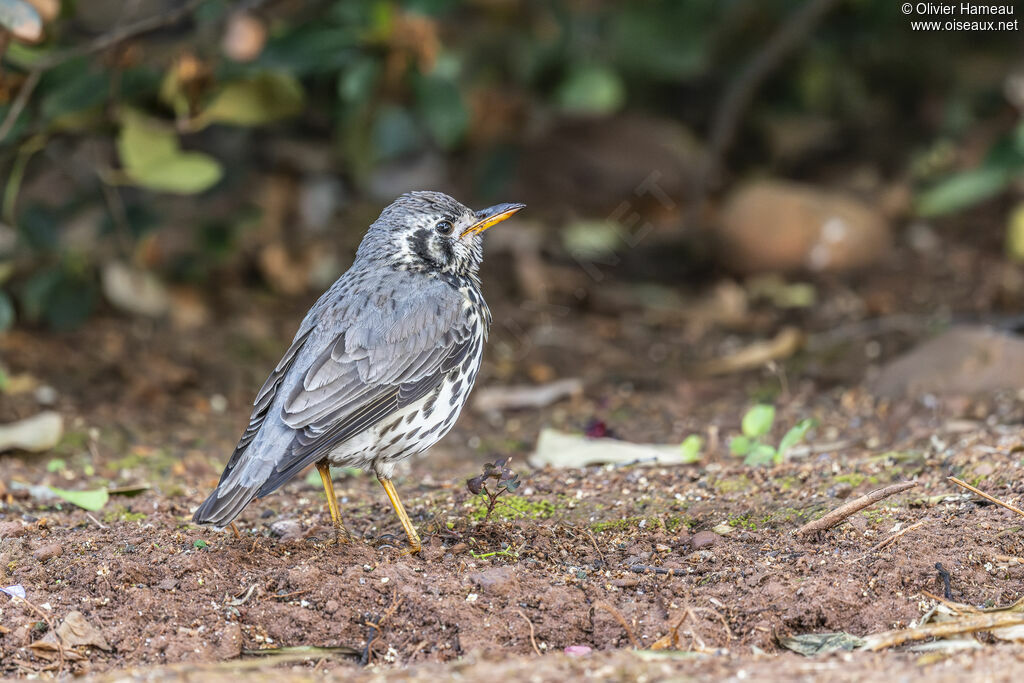Groundscraper Thrush