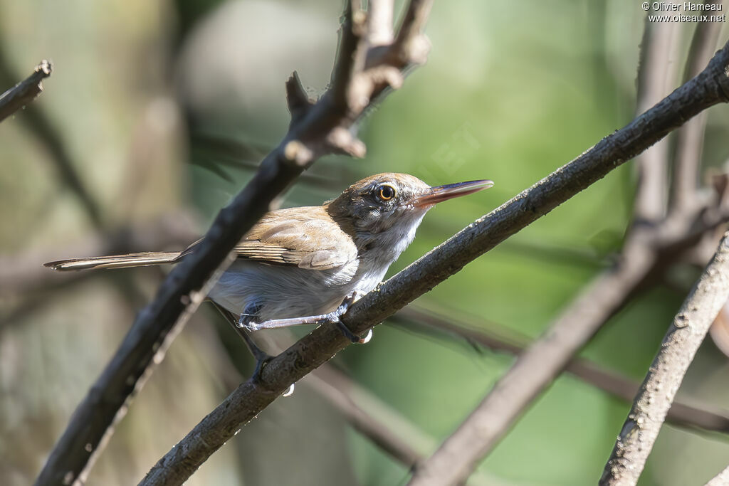 Microbate à long bec