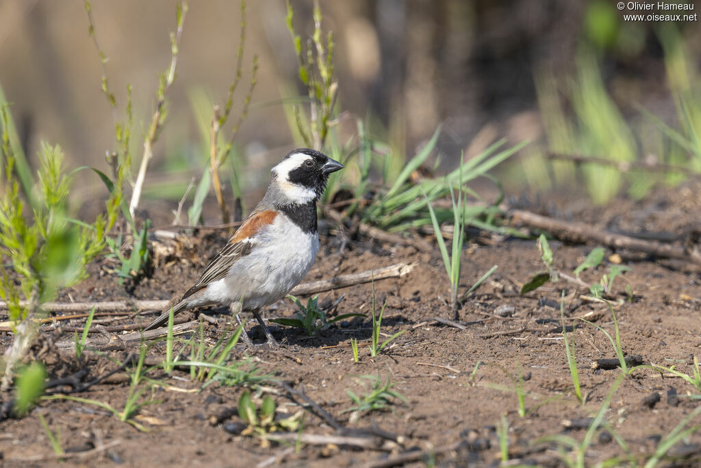 Cape Sparrow