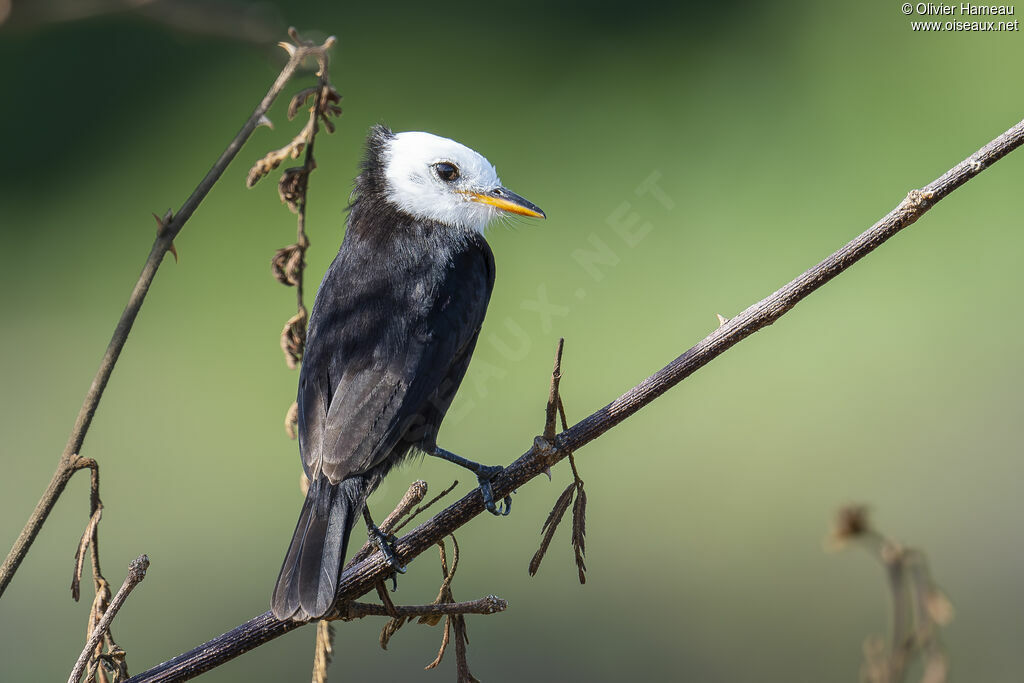 Moucherolle à tête blanche