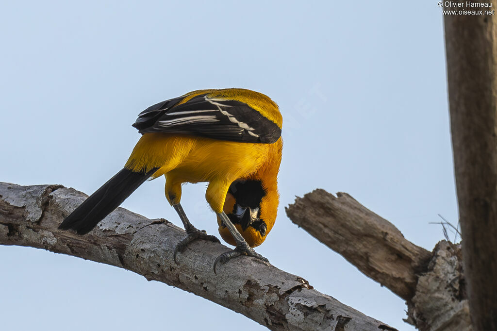 Oriole jaune