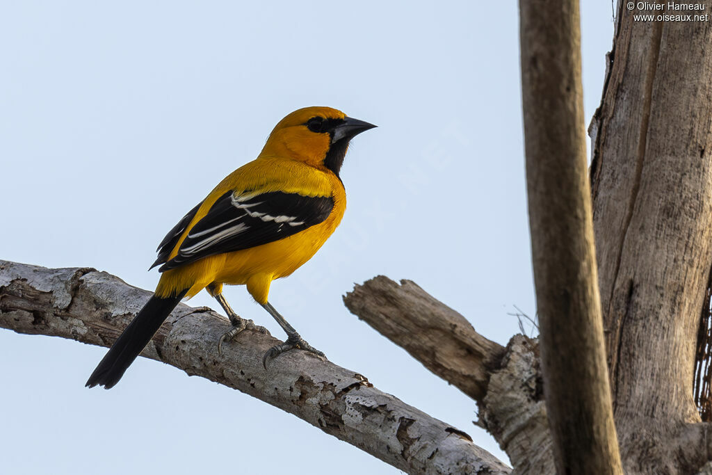 Oriole jaune