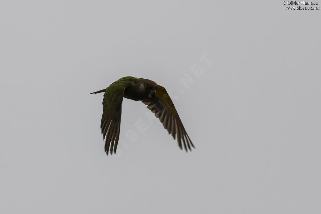 Perroquet à tête brune, Vol